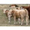 Image 2 : Jean Lamson - 630# October Delivery Steer Calves - 85 Head (Hanna, AB)