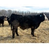 Image 3 : Rose Creek Ranch - 1000# April Delivery Steers - 150 Head (Alder Flats, AB) 