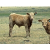 Image 9 : Wolfer Ranching/Wolfer Cattle Co. - 600# October Delivery Steer Calves - 60 Head (Tilley, AB)