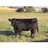 Image 3 : Terry Hines Livestock - 36 Black Angus Bred Heifers (Marwayne, AB)