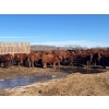 Image 3 : Hillcrest Farming Co. - 750# March Delivery Steers - 81 Head (Dundurn, SK)