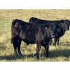 Image 6 : Jarokosky Farms - 830# September Delivery Grass Steers - 75 Head (Cayley, AB)