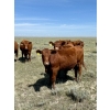 Image 4 : Adam & Don Wolfer - 56 Red Heifers