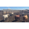 Image 6 : Cattlewood Farms Ltd. - 760# June Delivery Heifers - 35 Head (Swalwell, AB)