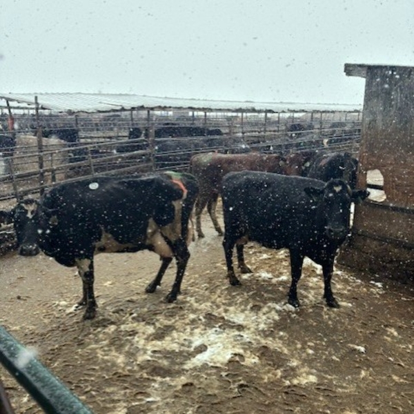 Idaho Dairies/Ranches - 23 Cows (Burley, ID)