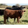 Image 2 : Jason & Melissa Smith - 650# October Delivery Steer Calves - 70 Head (Eckville, AB)