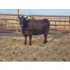 Image 3 : Rolling N Ranches (Nolan & Amanda Osadczuk) - 4 Black Heifer Pairs