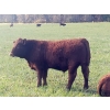 Image 5 : Squaw Valley Ranch - 750# October Delivery Steer Calves - 80 Head (Lumby, BC)