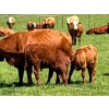 Image 7 : Chad Harden - 640# October Delivery Steer Calves - 95 Head (Pigeon Lake, AB)