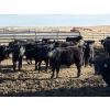Image 2 : 9 Bar Ranch - 600# February Delivery Steers - 30 Head (Fincastle, AB) VBP+