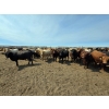 Image 3 : Driland Feeders - 900# June Delivery Heifers - 270 Head (Burdett, AB)