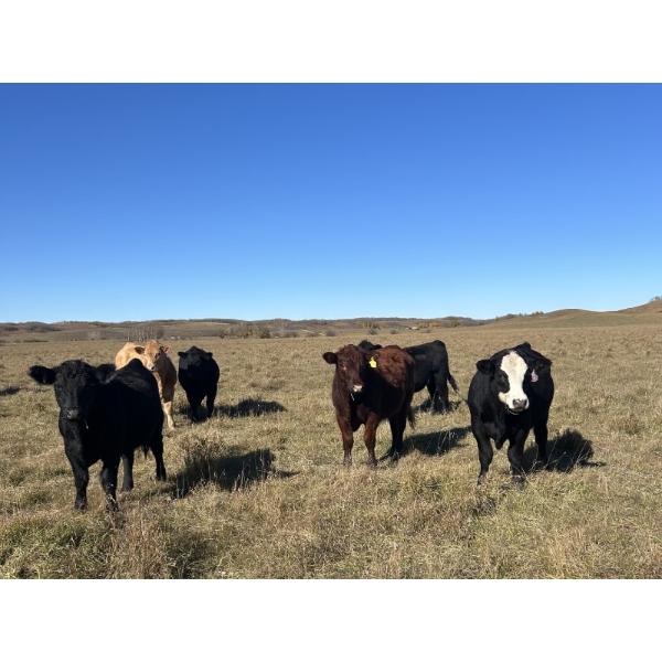 DJC Ranch - 960# October Delivery Grass Steers - 128 Head (Rabbit Lake, SK)