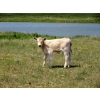 Image 10 : Circus Coulee Cattle - 550# November Delivery Steer Calves - 100 Head (Dorothy, AB) 