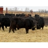 Image 6 : Michael Jennings - 700# April Delivery Bulls - 88 Head (Condor, AB)