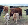 Image 2 : Hiebert Farms - 595# October Delivery Heifer Calves - 110 Head (Gem, AB)
