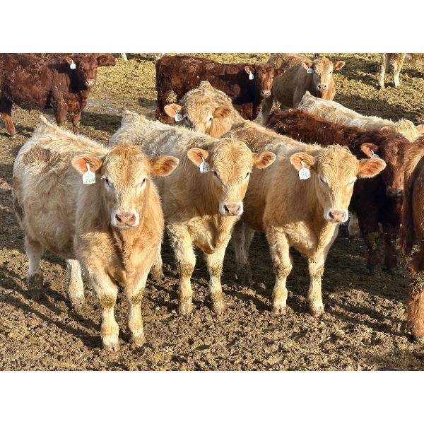 West Ridge Farms - 972# March Delivery Steers - 64 Head (Crossfield, AB)