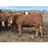 Image 3 : Flat Rock Farming - 12 March/April Calving Red Brockle/Red Baldy Bred Heifers (Strathmore, AB)