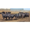 Image 6 : Ripple Rock Ranch - 700# June Delivery Heifers - 90 Head (Fincastle, AB)