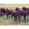 Image 6 : Munro Ranching - 540# October Delivery Heifer Calves - 85 Head (Cochrane, AB)