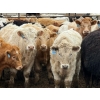 Image 3 : JG Larson Livestock (V-V) - 885# April Delivery Steers - 38 Head (Jenner, AB) VBP+