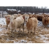 Image 8 : Terry Sliworsky - 800# February Delivery Heifers - 80 Head (Meadow Portage, MB)