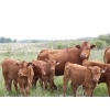 South Valley Farms - 850# February Delivery Weaned Steers - 70 Head (Rapid City, MB)