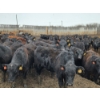 Image 1 : South Island Farms - 880# March/April Delivery Steers - 140 Head (Bow Island, AB)