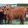 Image 5 : 9X Enterprises - 920# October Delivery Grass Heifers - 60 Head (Botha, AB)