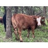 Image 10 : Turtleview Livestock - 975# July Delivery Grass Heifers - 186 Head (Goodlands, MB)