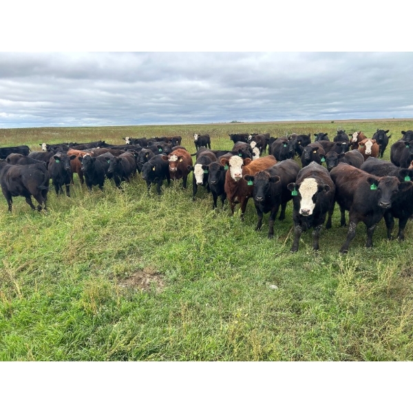 G & B Farms - 910# Sept/Oct Delivery Grass Heifers - 64 Head (Deloraine, MB) VBP+