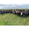Image 1 : G & B Farms - 910# Sept/Oct Delivery Grass Heifers - 64 Head (Deloraine, MB) VBP+