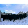 Image 2 : TS Stock Farm Ltd. - 25 Black/Black X Spring Calving Bred Heifers (Mullingar, SK)