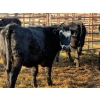 Image 2 : Running M Farms - 8 Heifers (Pen 406)