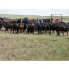 Image 2 : Rush Lake Ranch - 570# October Delivery Steer Calves - 85 Head (Vale, AB)