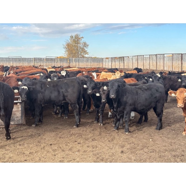 Range 45 Ranch Ltd. - 925# March Delivery Weaned Steers - 200 Head (Dewberry, AB)