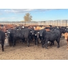 Image 1 : Range 45 Ranch Ltd. - 925# March Delivery Weaned Steers - 200 Head (Dewberry, AB)