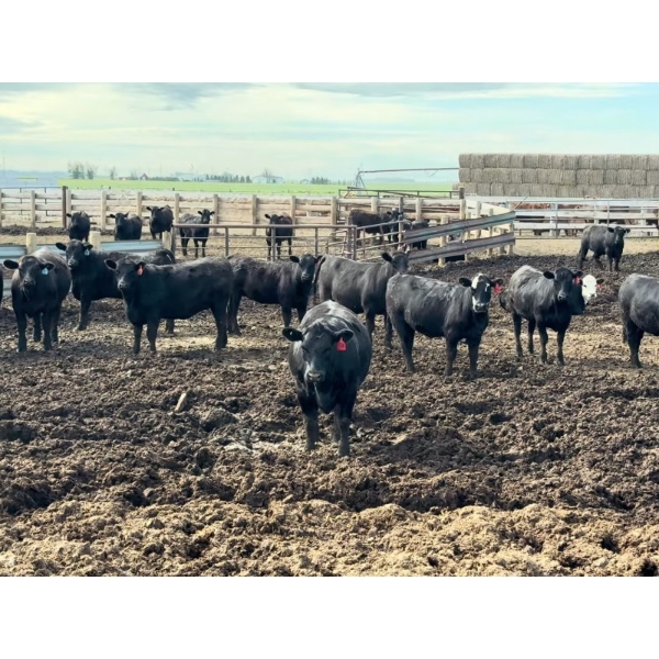 Aart Beekman - 950# July Delivery Heifers - 195 Head (Readymade, AB)