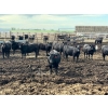 Image 1 : Aart Beekman - 950# July Delivery Heifers - 195 Head (Readymade, AB)