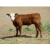 Image 2 : Colter Malloy - 540# November Delivery Steer Calves - 80 Head (Pollockville, AB)