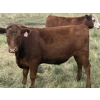 Image 4 : Eric Tarrant - 930# Aug/Sept Delivery Grass Steers - 29 Head (High River, AB)