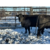 Image 2 : Crooked Creek Ranch - 4 Second Calvers (Pen 415) *Later Calving*