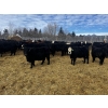 Image 2 : Kris Springer - 50 November Delivery Simm/Angus X Bred Heifers (Foam Lake, SK)