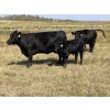 Image 6 : Calberta Farms/McMillin Ranching - 500# November Delivery Steer Calves - 105 Head (Hanna, AB)