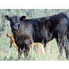 Image 23 : Endersby Ranching - 535# October Delivery Steer Calves - 150 Head (Duchess, AB)