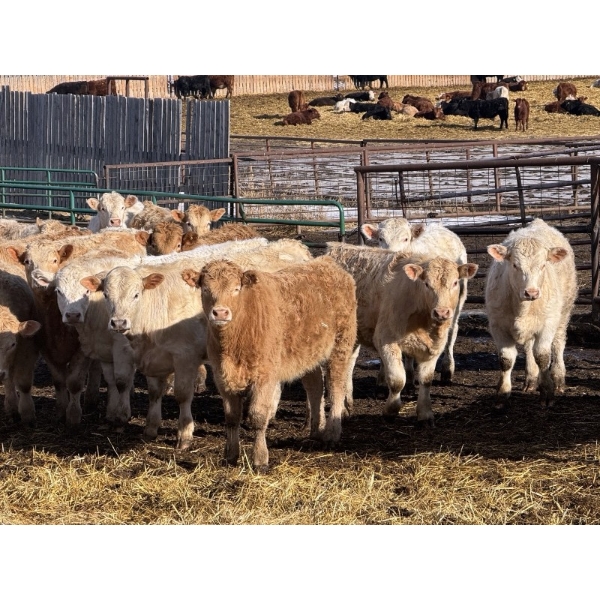 Midpoint Farms - 700# February Delivery Weaned Steers - 180 Head (Drayton Valley, AB)