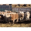 Image 1 : Midpoint Farms - 700# February Delivery Weaned Steers - 180 Head (Drayton Valley, AB)