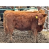 Image 4 : Doerksen Farms - 1000# August Delivery Heifers - 63 Head (Gem, AB)