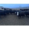 Image 6 : Wyatt & Meg Isaacson - 942# April Delivery Steers - 126 Head (Killdeer, SK)