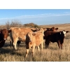 Image 5 : Neilson Beef - 560# November Steer Calves - 75 Head (Botha, AB)