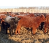 Image 5 : Hockridge Farms Ltd. - 770# March Delivery Heifers - 156 Head (Dauphin, MB)